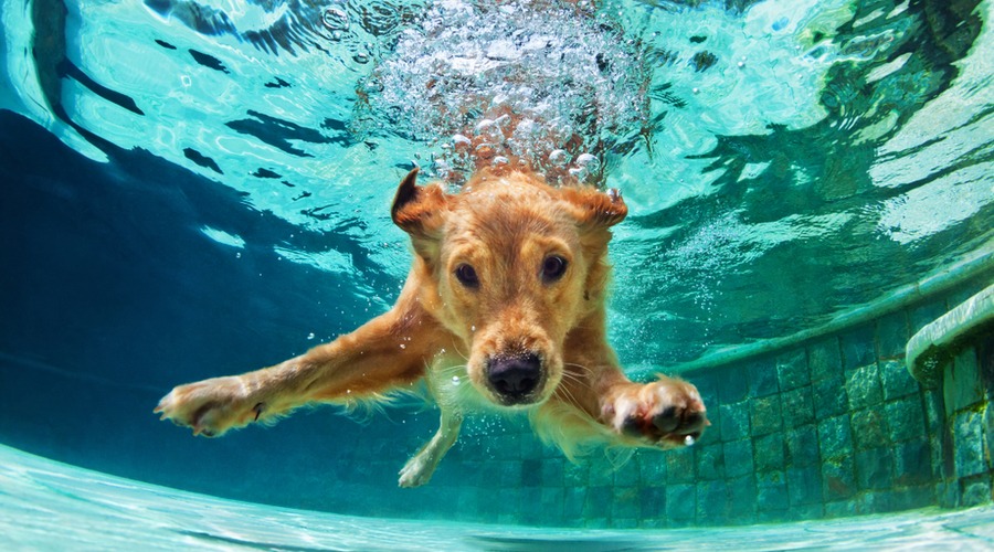 perro piscina