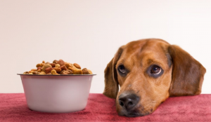 ¿Qué hacer si mi perro no quiere comer? Blog Segurvet