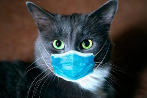 los-gatos-podrian-ayudar-a-desarrollar-la-vacuna-contra-la-covid-19