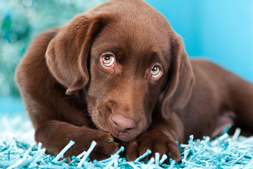 perro cachorro necesidades