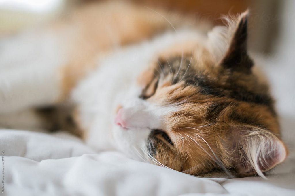 Beneficios de dormir junto a tu gato