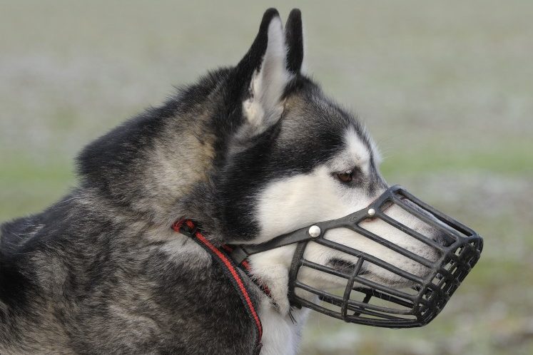 el-uso-de-bozales-en-perros-segurvet-seguro-para-mascotas-