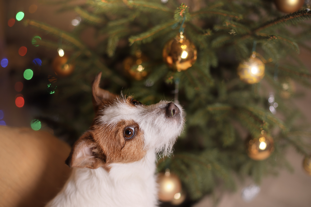los-potenciales-peligros-que-puede-sufrir-una-mascota-en-navidad