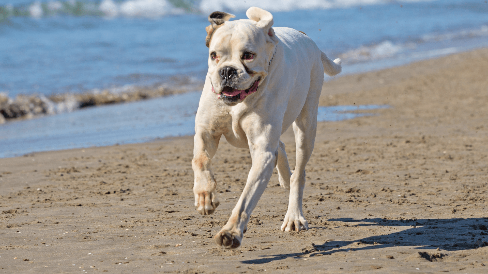 vacaciones con perro andalucia