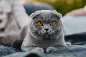 Raza Gatos Scottish fold