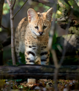 Razas de gatos- Serval